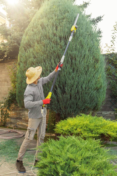 Professional Tree Removal and Landscaping Services in Hermitage, PA